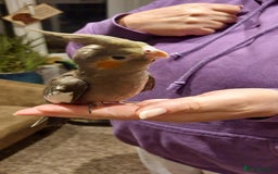 Cockatiels birds for sale: Baby cockatiels  - Image 1