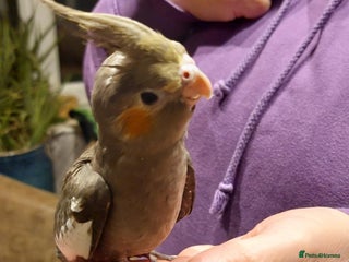 Cockatiels birds - Advert 1