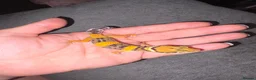 Leopard Gecko reptiles for sale: Leopard Geckos  - Advert 3