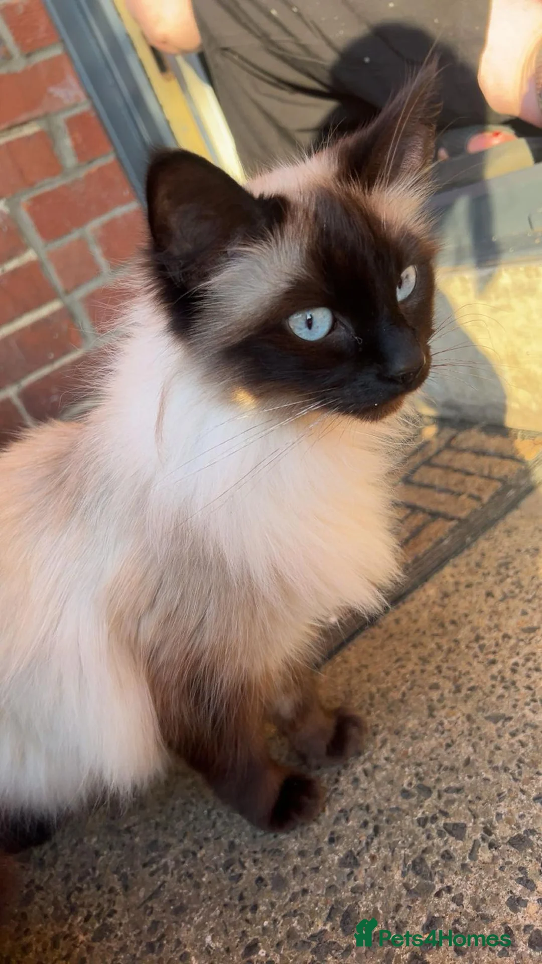 Mixed Breed cats for sale: Female Kitten  - Advert 1