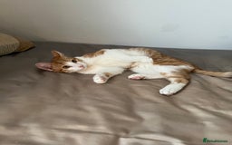 Mixed Breed cats for sale: 2 mixed breed kittens - Price: £30 - Image 5