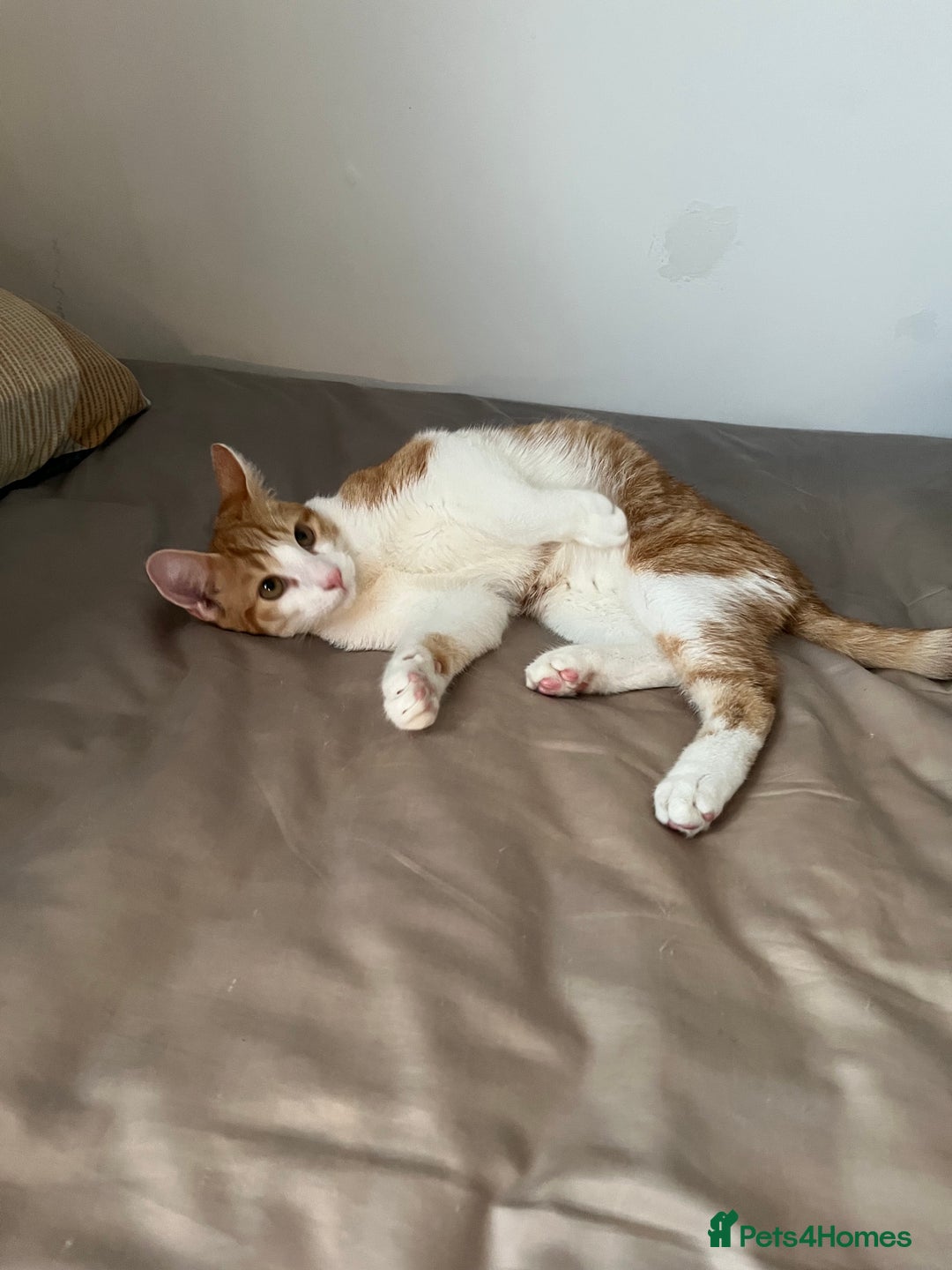 Mixed Breed cats for sale: 2 mixed breed kittens - Price: £30 - Image 5