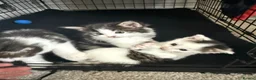 Mixed Breed cats for sale: Kittens ready for their forever home  - Advert 6