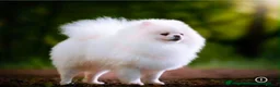 Pomeranian dogs for sale: Perfect Pomeranian’s  - Advert 2