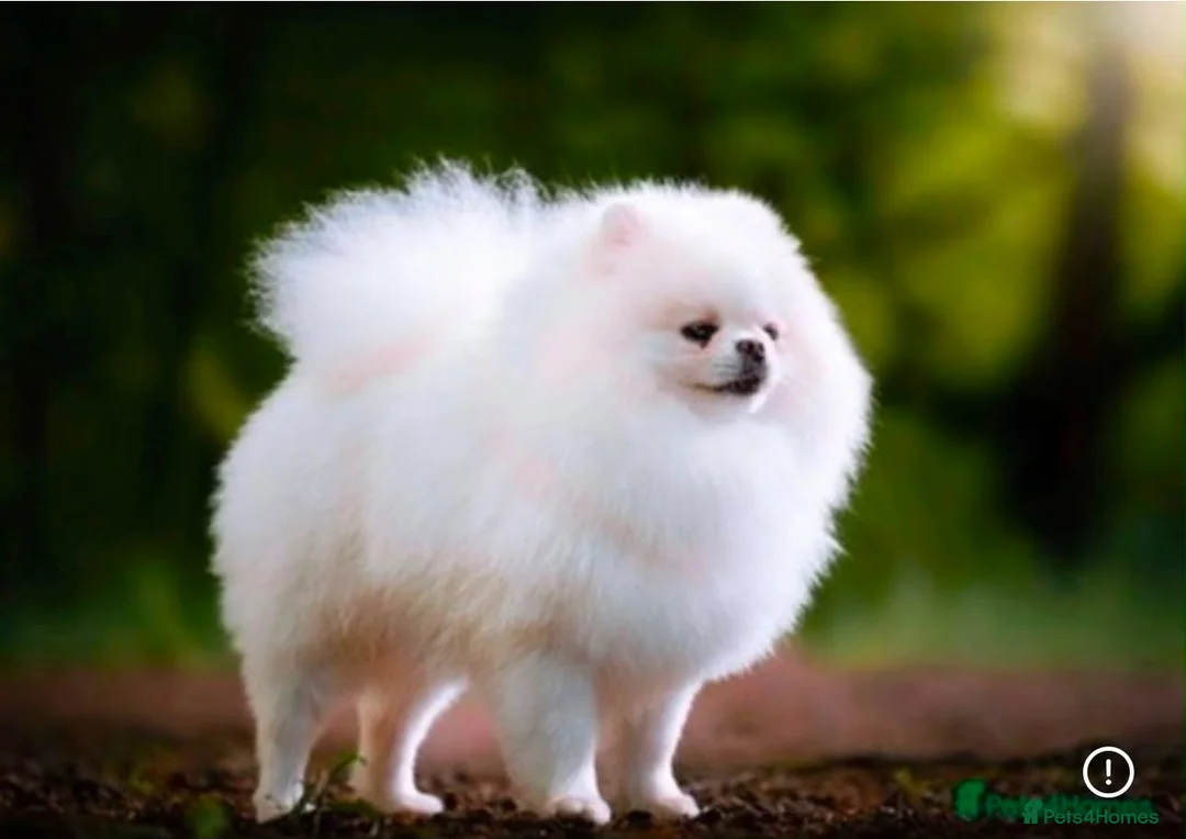 Pomeranian dogs for sale: Perfect Pomeranian’s  - Advert 2