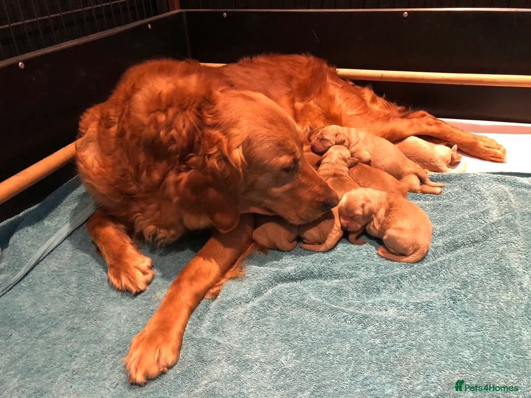 Goldendoodle dogs for sale: F1 Miniature Goldendoodle 100% DNA Health Tested - Advert 11