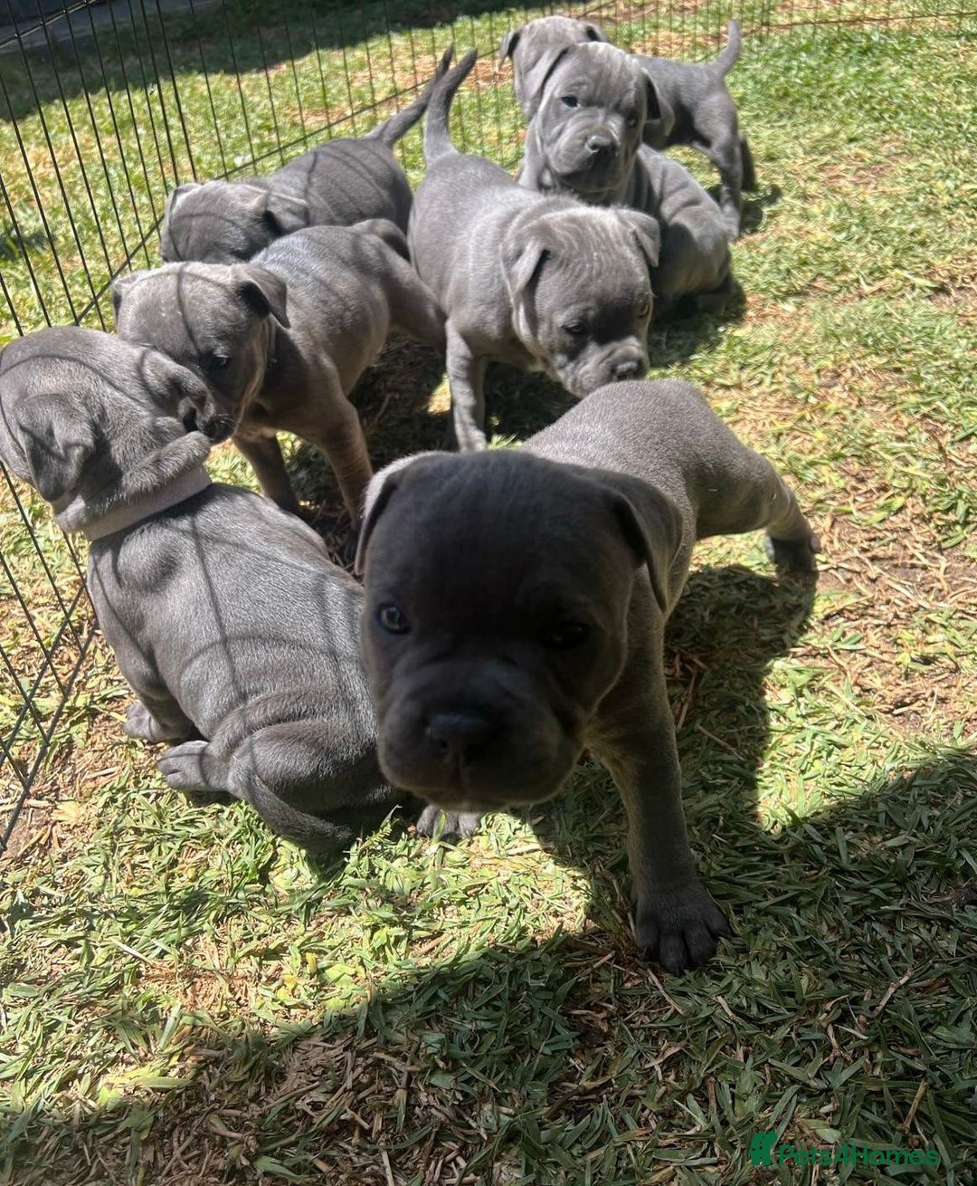Staffordshire Bull Terrier dogs for sale: Honest lovx Blueish Staffys for everyone - Advert 5