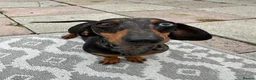 Dachshund dogs for sale: Female Dachshund Puppy  in Bridgend - Advert 7
