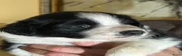Border Collie dogs for sale: Border Collie puppies  - Advert 3