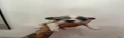 French Bulldog dogs for sale: Beautiful French Bulldog Puppies - Advert 2