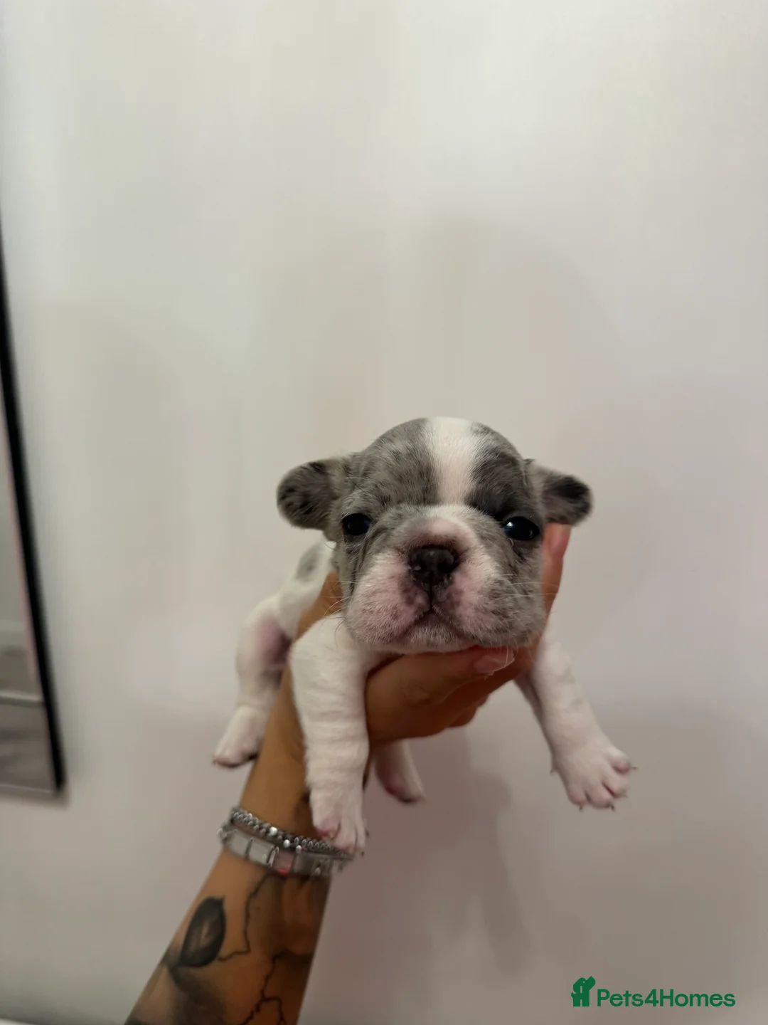 French Bulldog dogs for sale: Beautiful French Bulldog Puppies - Advert 2