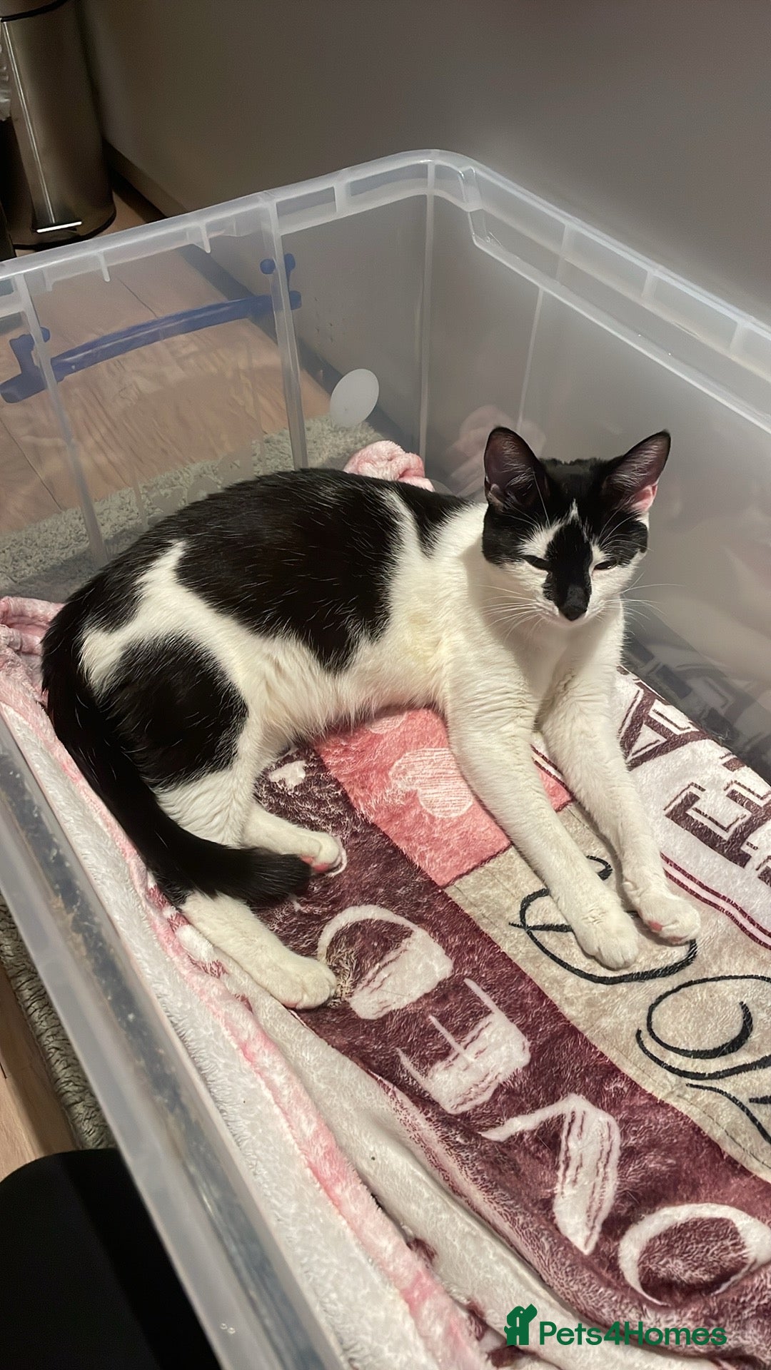 Mixed Breed cats 1 tuxedo girl,1 black and white girl, 1 tuxedo boy - Advert 17