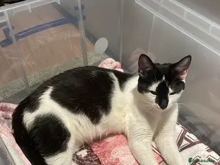 Mixed Breed cats 1 tuxedo girl,1 black and white girl, 1 tuxedo boy - Advert 17