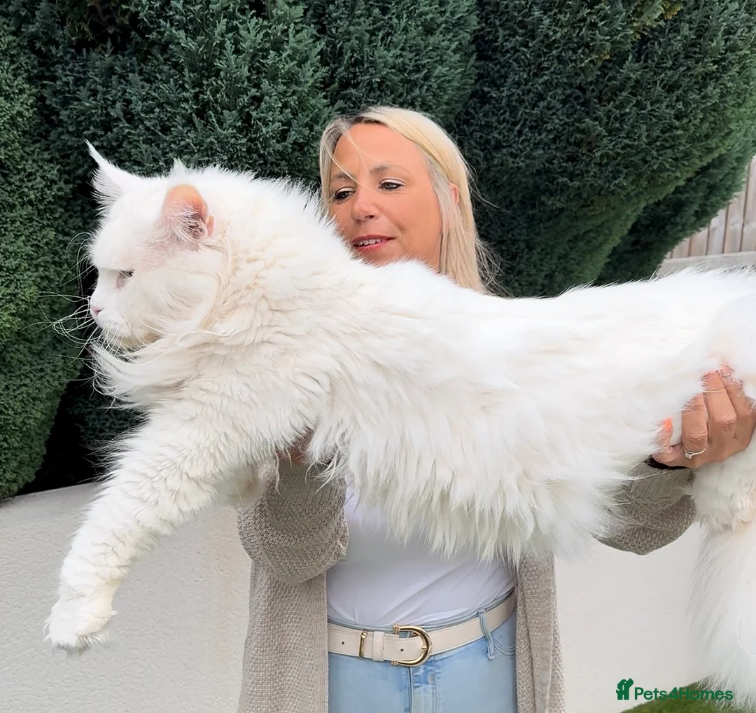 Maine Coon cats for stud: XL STUD AVAILABLE AND KITTENS in Brighouse - Advert 6