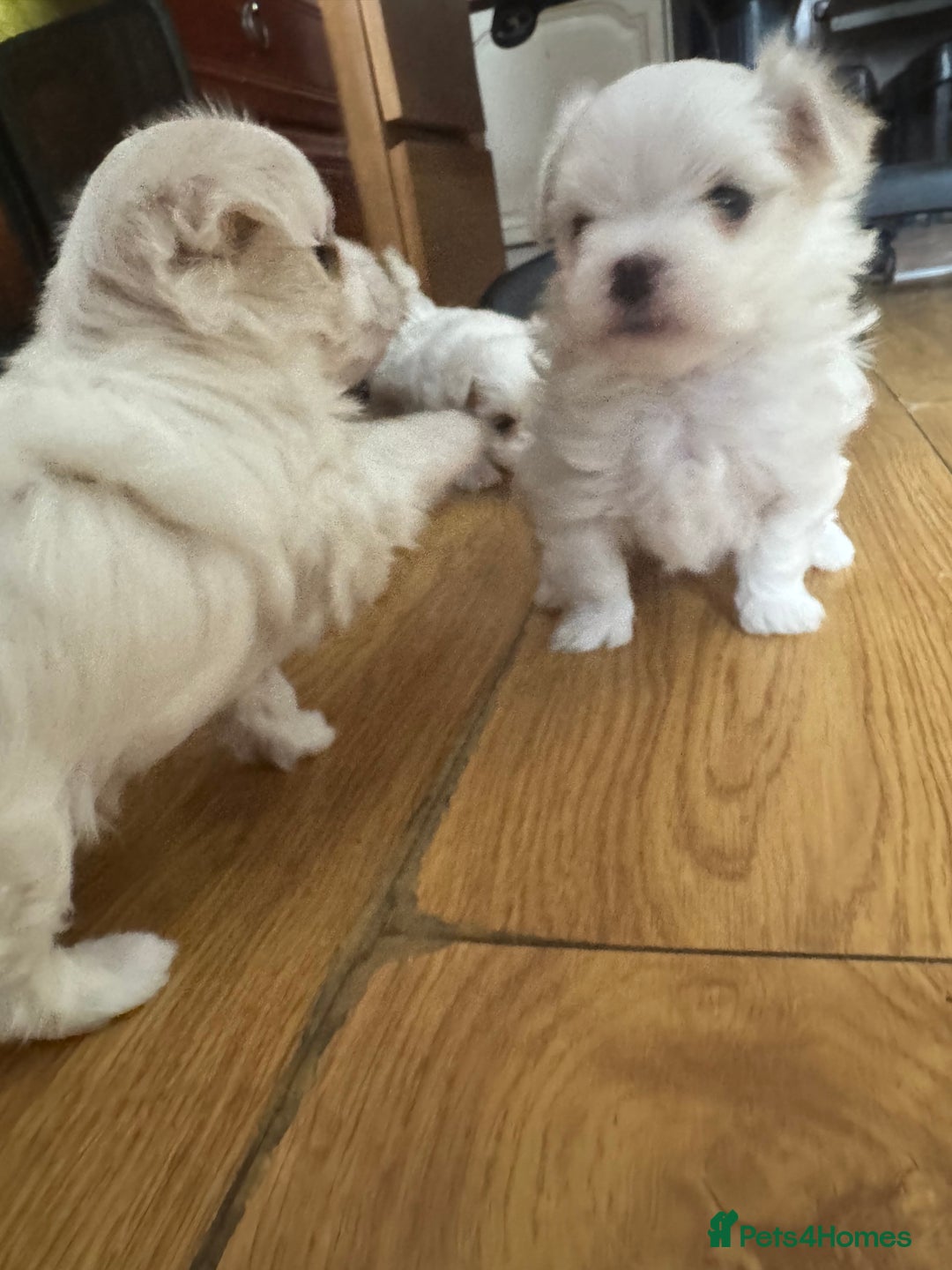 Maltese dogs for sale: Puppy  - Image 5