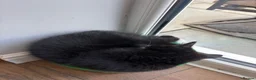 Mixed Breed cats for sale: Beautiful kittens ready now - Advert 4