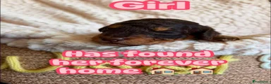Brown two tone (SOLD) 