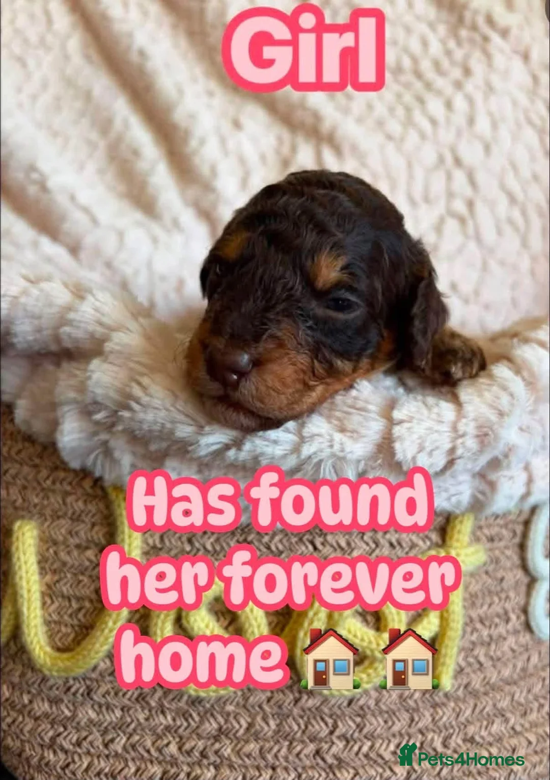 Cockapoo dogs for sale: Stunning cockapoo/toy poodle puppies  - Advert 27