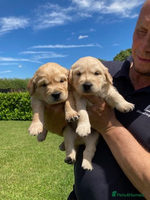 Golden Retriever dogs Beautiful retriever puppies - Advert 1