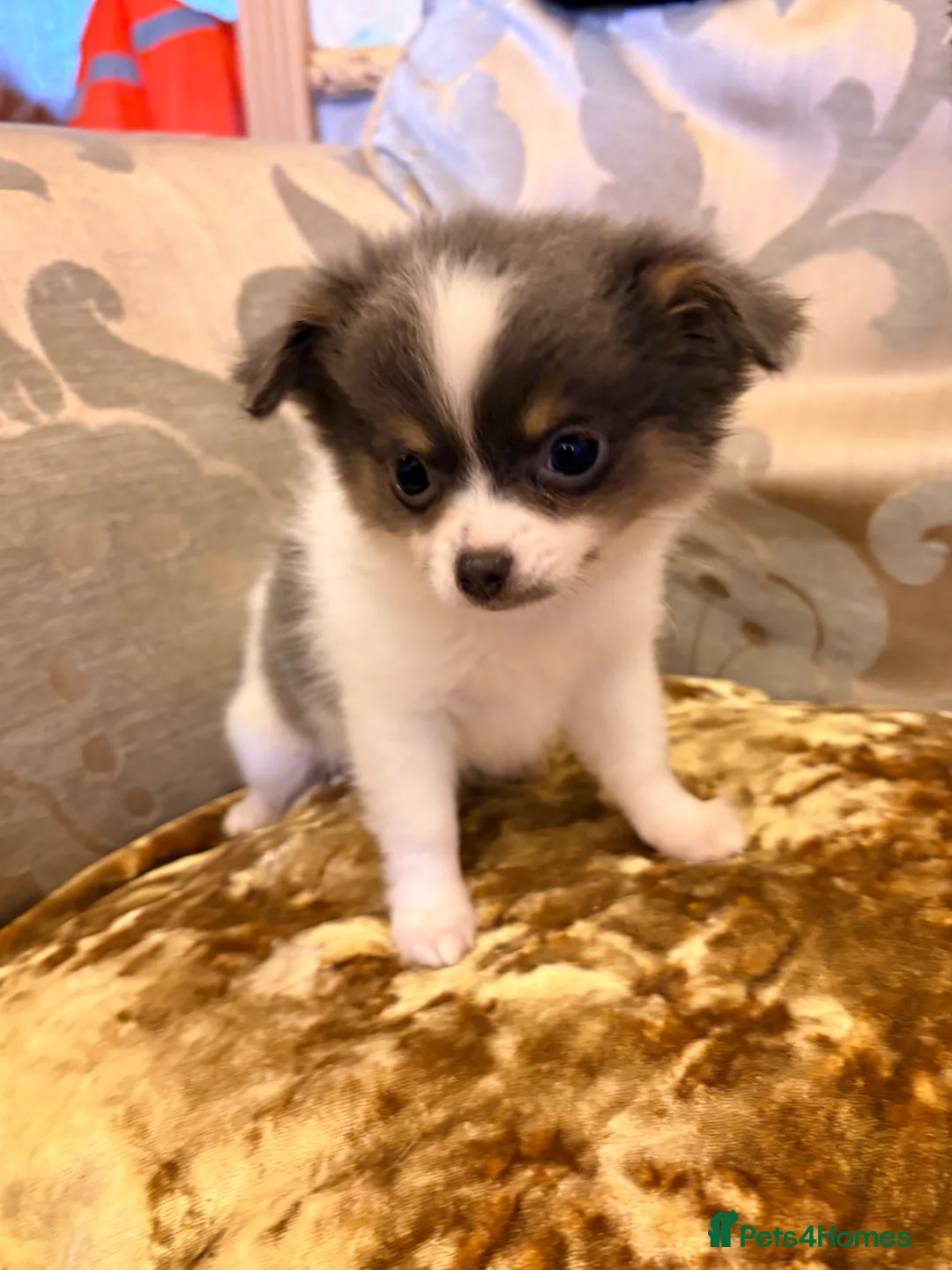 Chihuahua dogs for sale: Chihuahua Puppies  - Advert 1