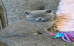 British Shorthair cats for sale: British Shorthair Male Kitten (GCCF) - Advert 21