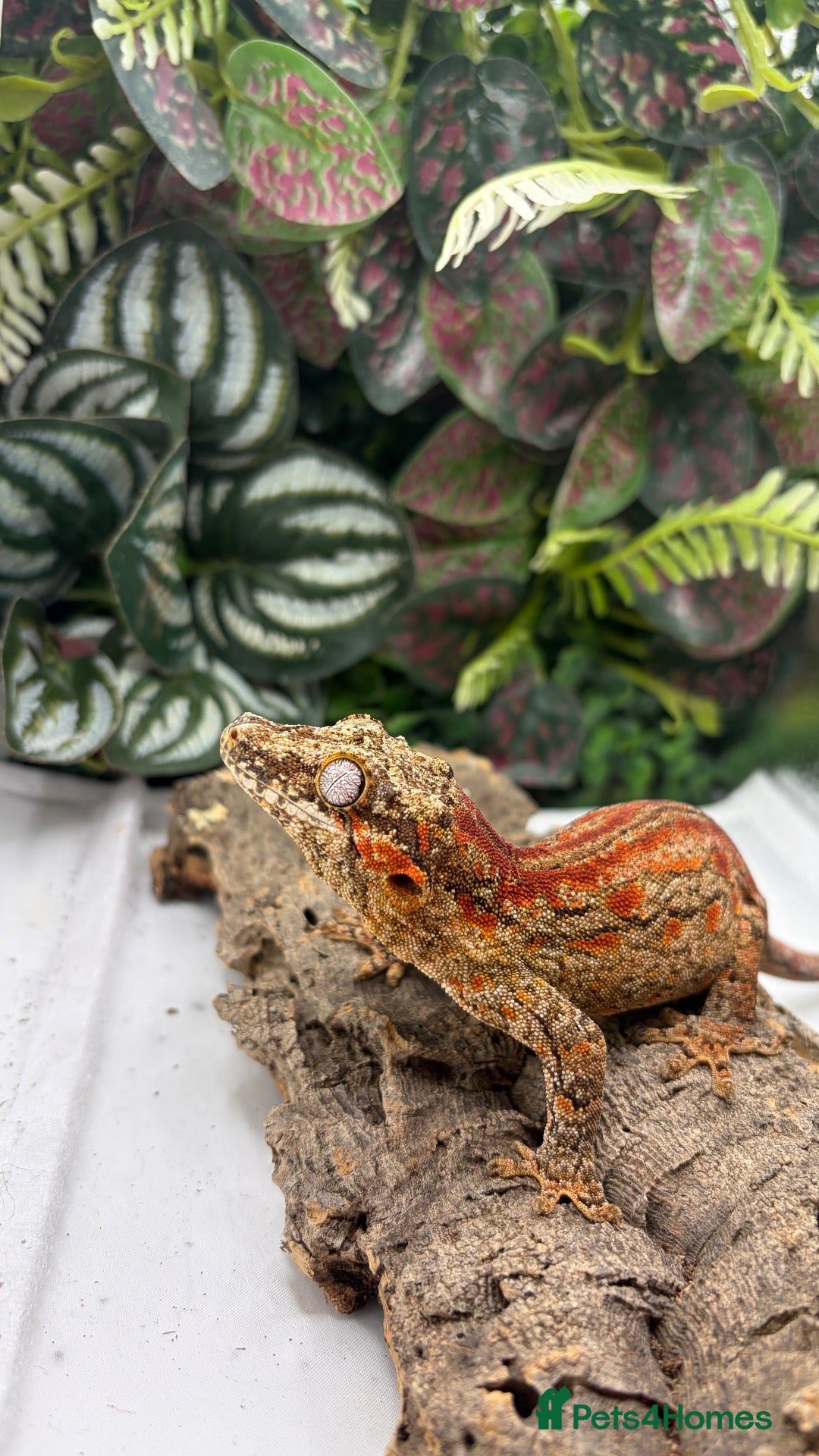 Gecko reptiles Gargoyle (pet only) - Advert 2