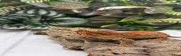 Gecko reptiles for sale: Gargoyle (pet only) - Advert 2