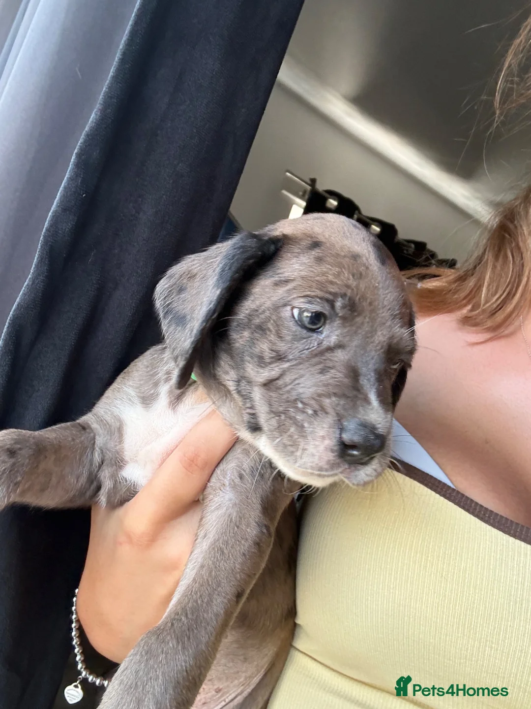 Mixed Breed dogs for sale: READY TO LEAVE TODAY!! - Advert 1