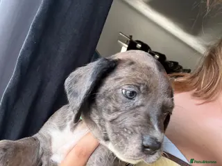 Mixed Breed dogs Gorgeous cane corso cross springer puppies - Advert 1
