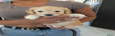 Cavapoochon 4
