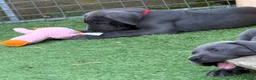 Great Dane dogs for sale: Ready to go! Blue Great Danes - 2 Girls Remaining! - Advert 28