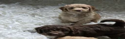 Australian Labradoodle dogs for sale: Gorgeous miniature labradoodle babies - Advert 14