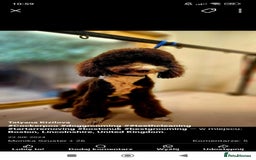 Standard Poodle dogs for sale: 7 Standard poodles for sale including 2 merle - Image 18