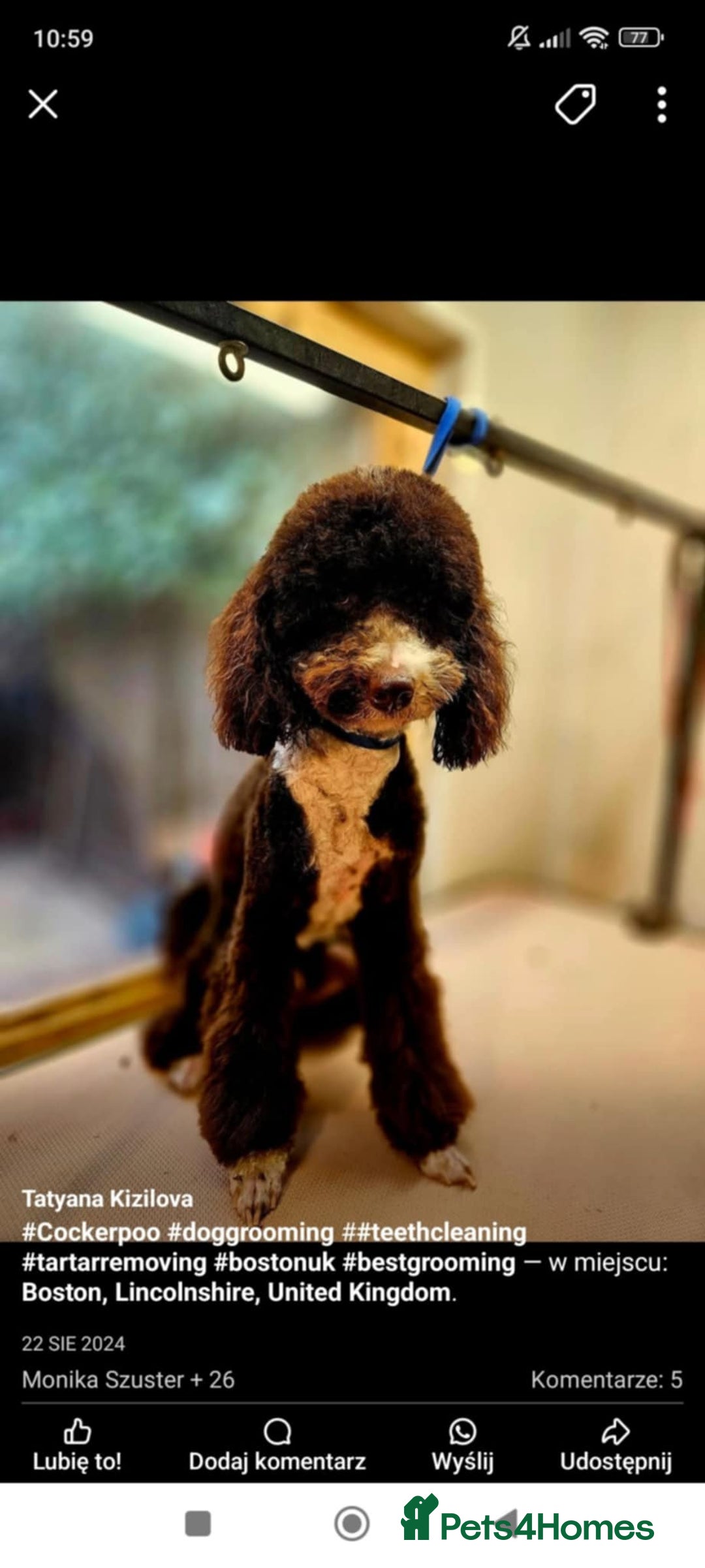 Standard Poodle dogs for sale: 7 Standard poodles for sale including 2 merle - Image 18
