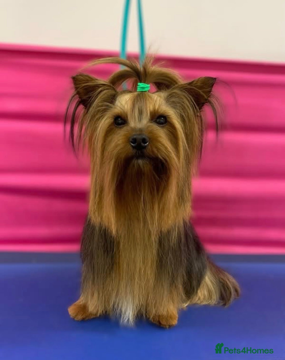 Yorkshire Terrier dogs Toy Yorkshire terrier boy stud  - Advert 1
