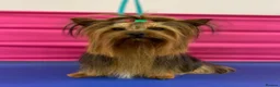 Yorkshire Terrier dogs for stud: Toy Yorkshire terrier boy stud  - Advert 1