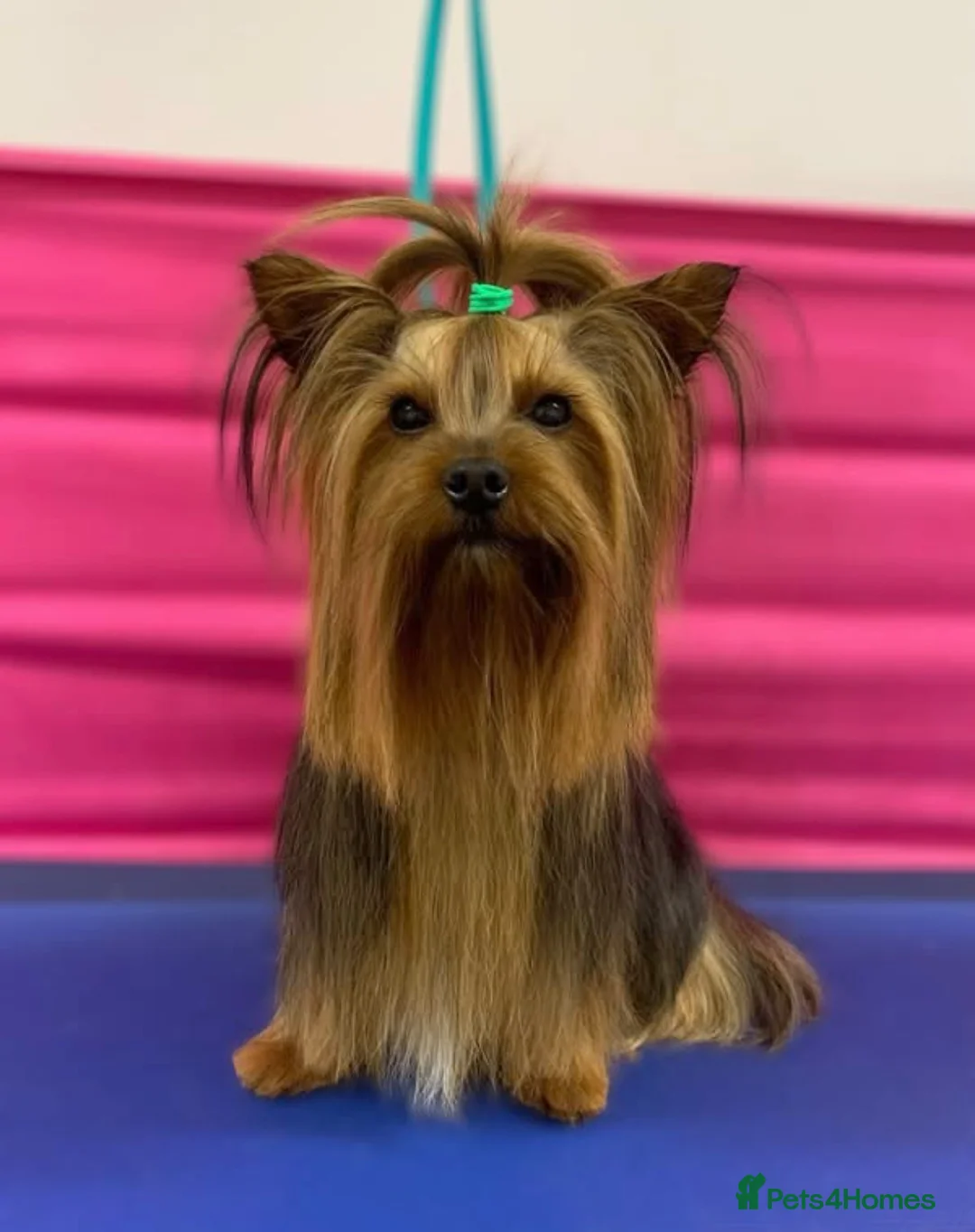 Yorkshire Terrier dogs for stud: Toy Yorkshire terrier boy stud  - Advert 1