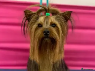 Yorkshire Terrier dogs Toy Yorkshire terrier boy stud - Advert 1