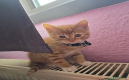 Mixed Breed cats for sale: Stunning, active kittens - Image 8