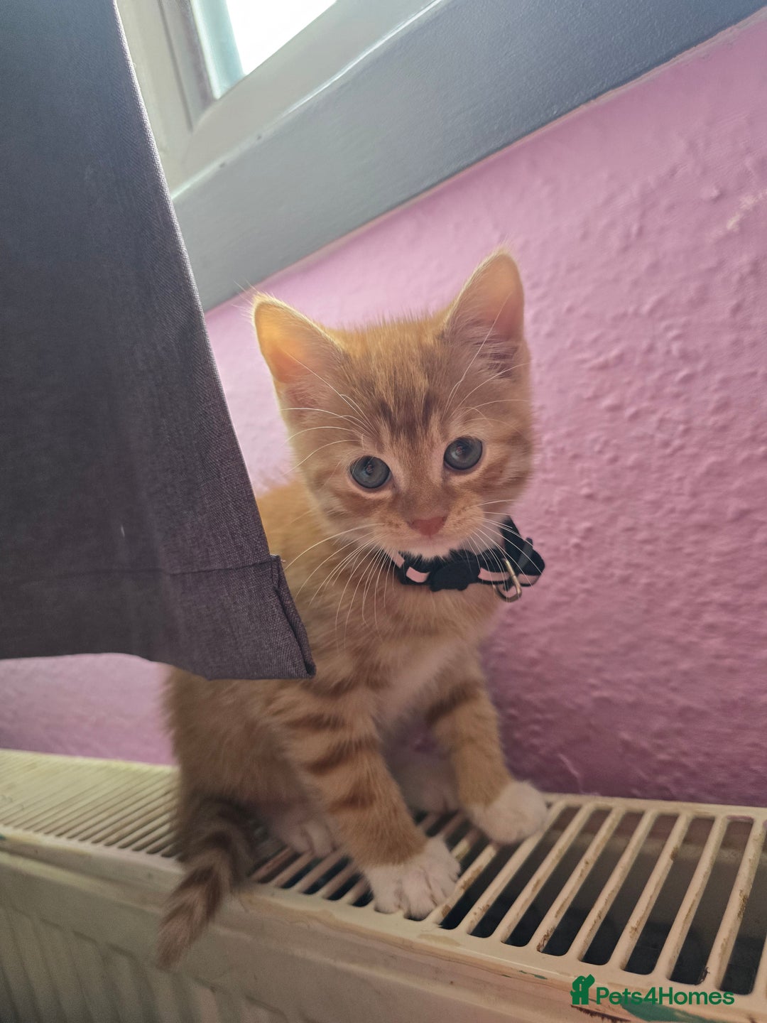 Mixed Breed cats for sale: Stunning, active kittens - Image 8