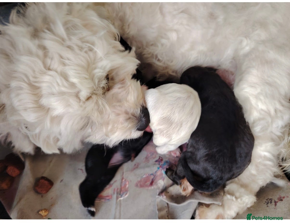 Mixed Breed dogs Cock-A-Chon puppies - Advert 1