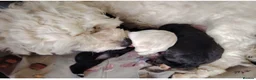 Mixed Breed dogs for sale: Cock-A-Chon puppies in Corwen - Advert 1