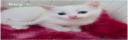 Ragdoll cats for sale: Beautiful White Ragdoll Kitten 🤍🐾 in Bristol - Advert 6