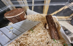 Hamster rodents for sale: Sweet young hamster with large cage&full set up - Image 8