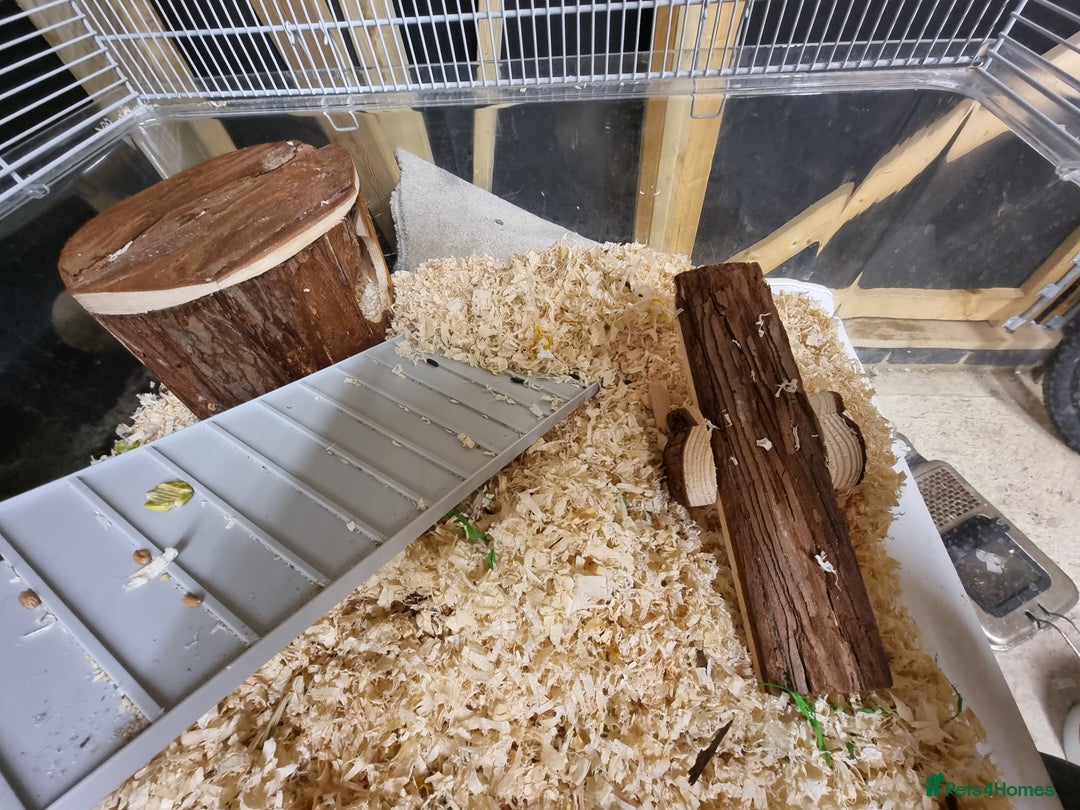 Hamster rodents for sale: Sweet young hamster with large cage&full set up - Image 8