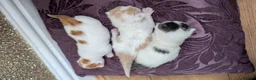 Mixed Breed cats for sale: £40 each or 2 for £70 - read description :) in Liverpool - Advert 35