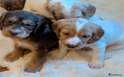 Cocker Spaniel dogs for sale: Beautiful cocker spaniel pups  - Image 5