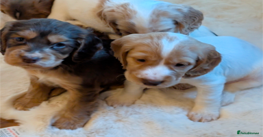 Cocker Spaniel dogs - Advert 3