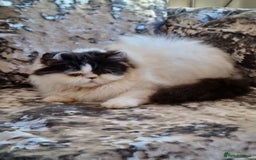 Persian cats for sale: Persian girls for sale  - Image 2