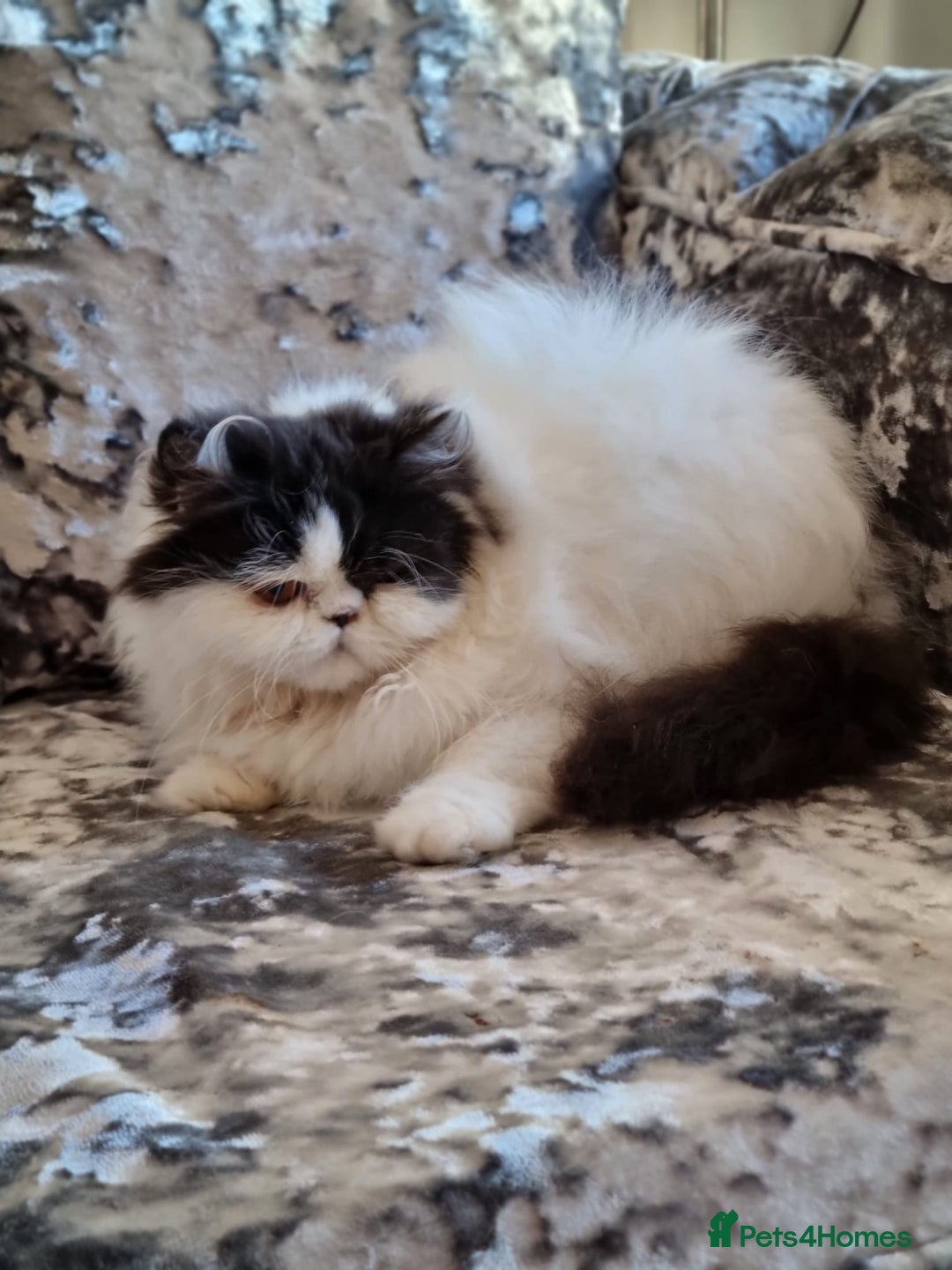 Persian cats for sale: Persian girls for sale  - Image 2